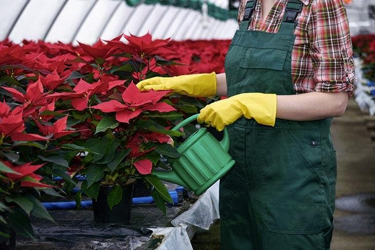 watering the poinsettia