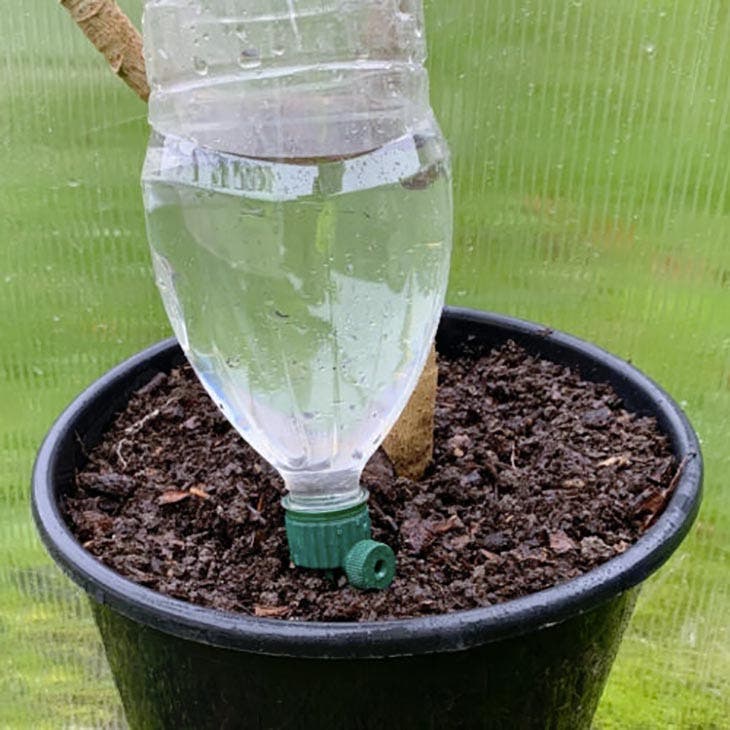 Regar la planta con una botella.