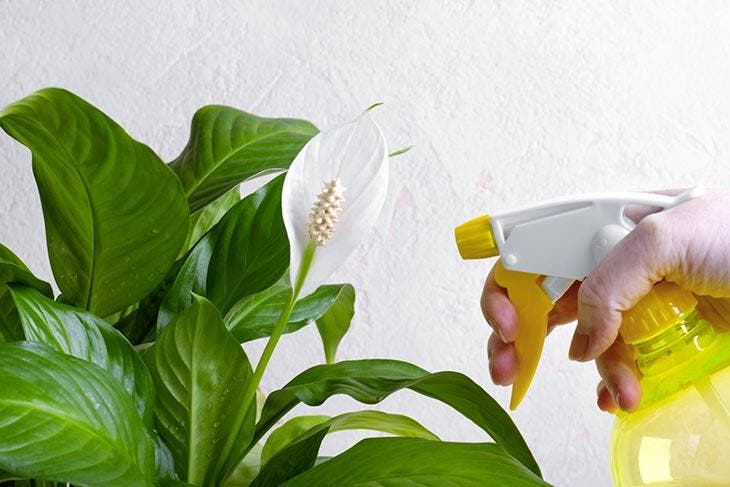 Watering the peace lily