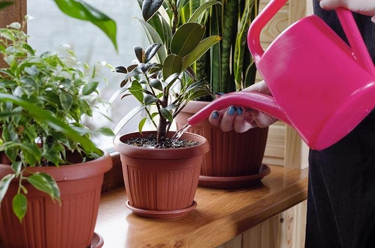 Conseils pour arroser les plantes d'intérieur - Foliflora