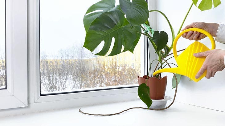 Innaffiare una pianta d'appartamento