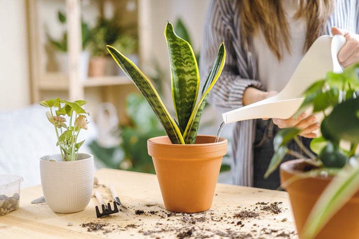 Arroser une sansevieria