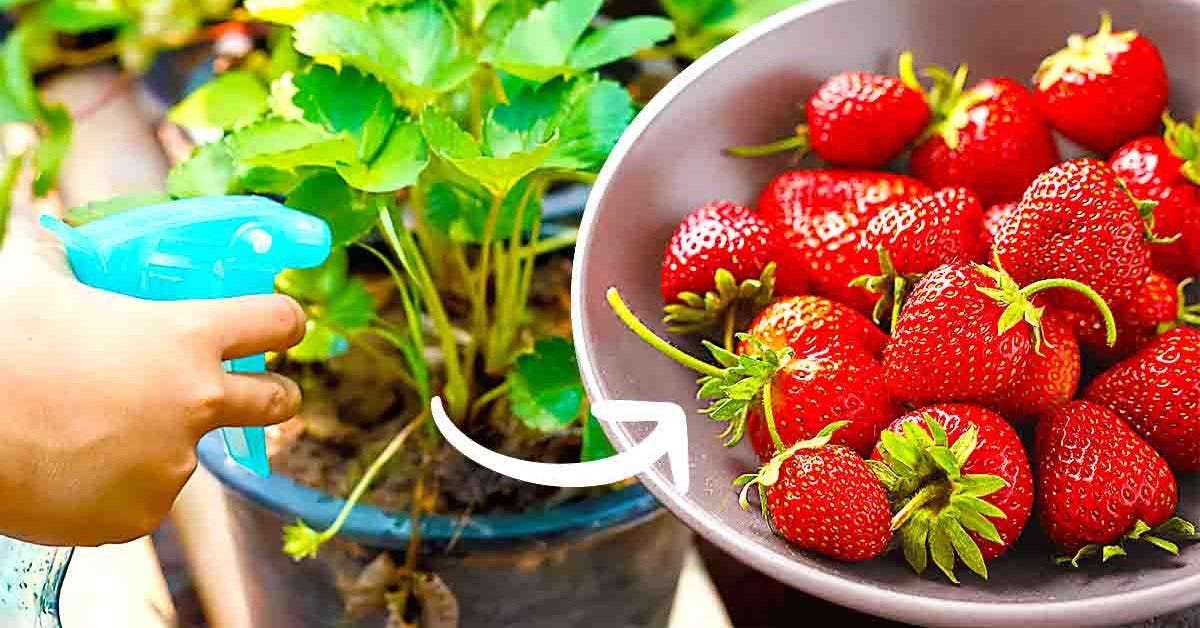 Arrosez les fraises avec cette solution en mars pour obtenir de gros fruits sucrés et délicieux001