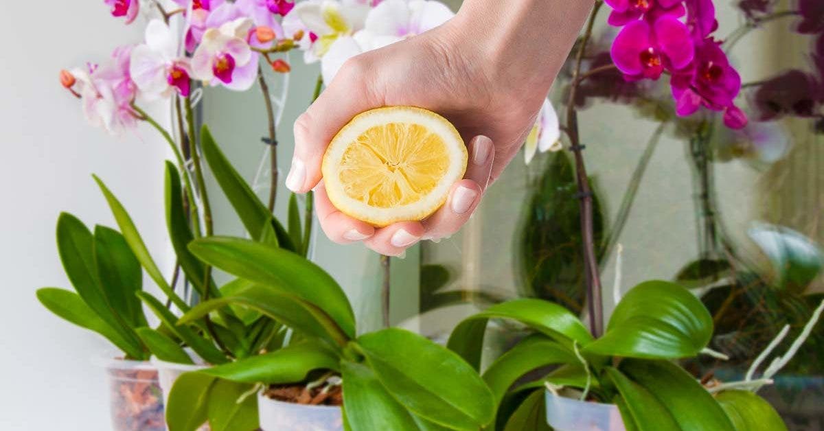 Arrosez les orchidées avec quelques goutes de citron, c’est l’astuce préférée des fleuristes