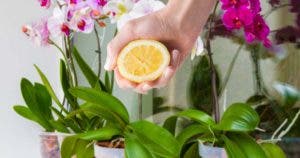 Arrosez les orchidées avec quelques goutes de citron, c’est l’astuce préférée des fleuristes