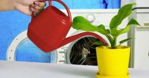 Arrosez vos plantes avec l’eau de la machine à laver