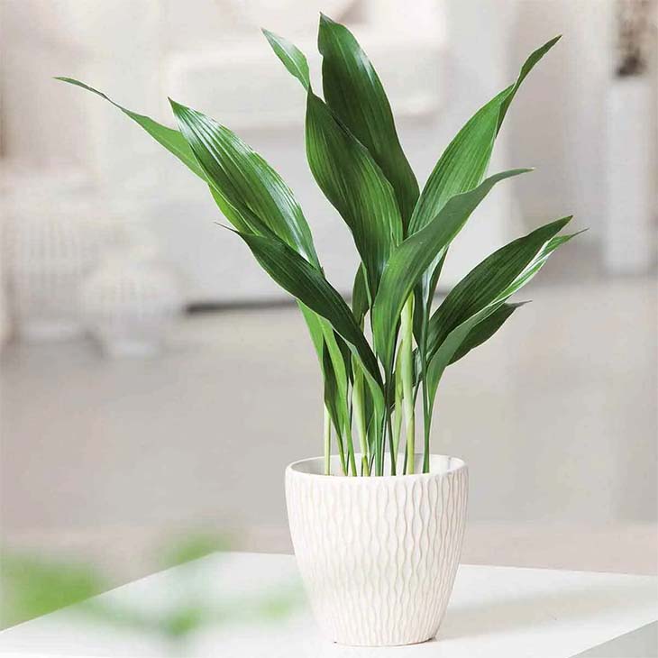 Aspidistra