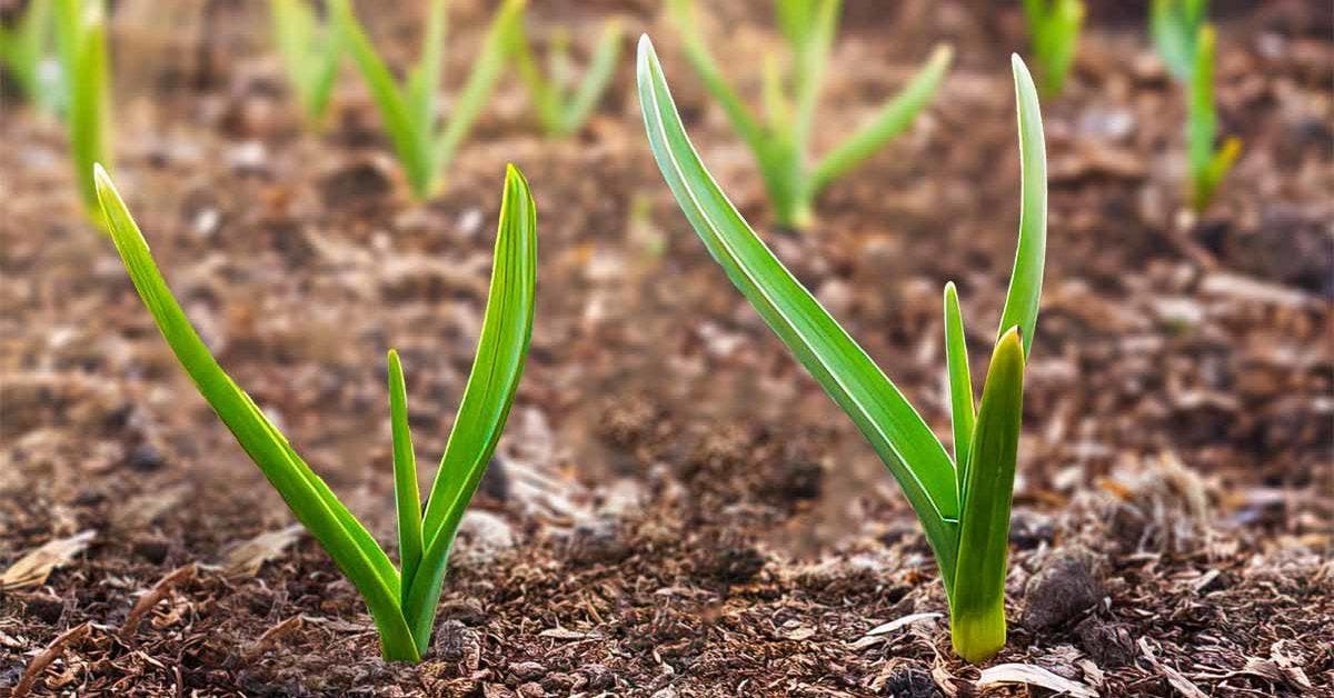 Association des plantes dans le potager 11 fruits et légumes à planter à côté de l’ail final