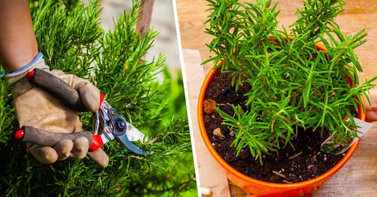 Astuce de jardinier--comment et quand tailler le romarin pour obtenir de grandes plantes