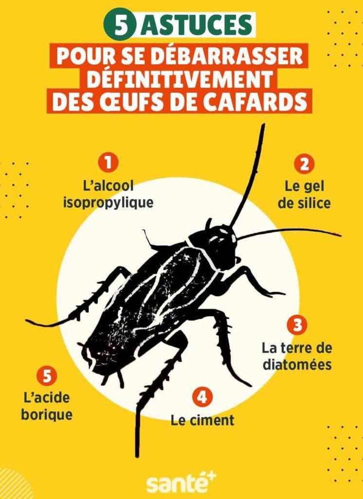 5 astuces pour localiser et éliminer les œufs de cafards de la maison