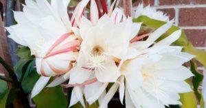 Berceau de Moïse (epiphyllum oxypetalum) 11 astuces pour l’entretenir et le faire fleurir