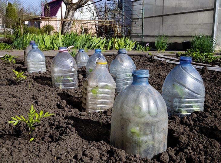 Botellas de plástico para proteger los brotes jóvenes.