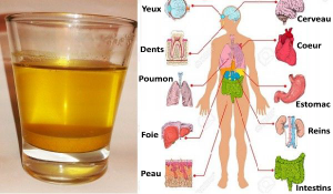 Buvez de l’eau au citron et au miel le matin