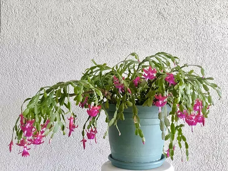 Mai mettere queste piante sul davanzale della finestra, dopo qualche giorno moriranno 3 cactus di natale