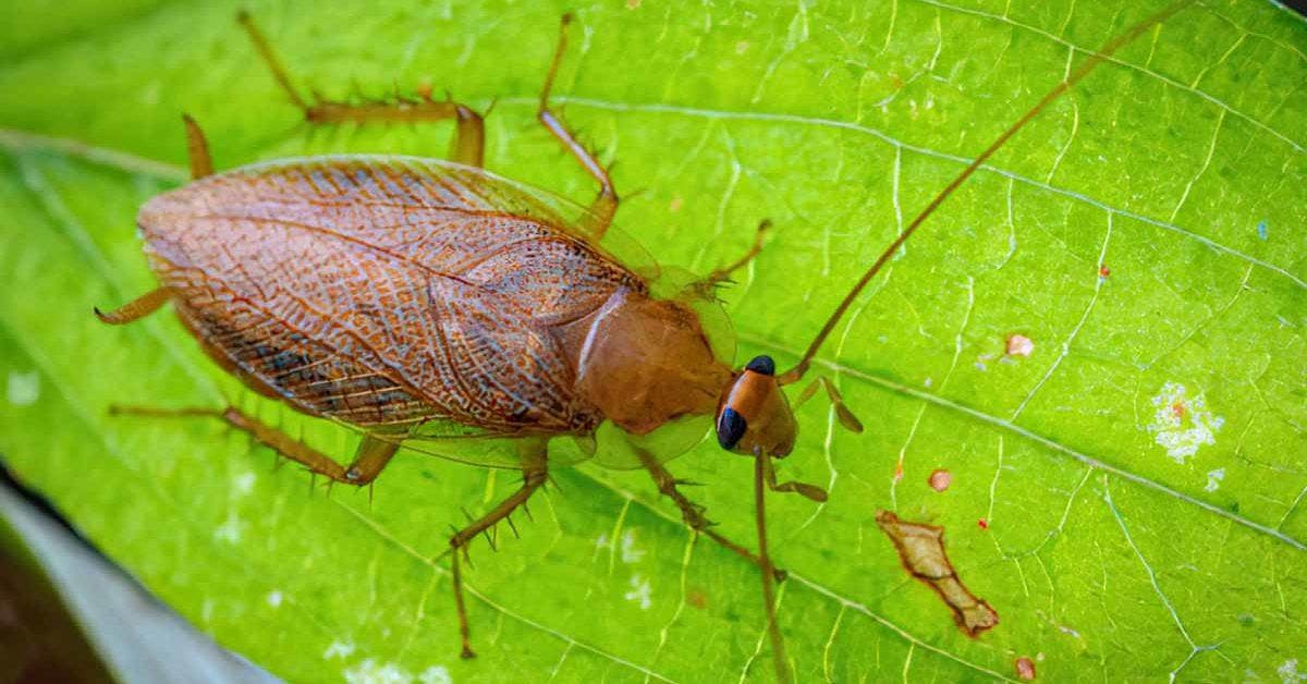 Piège à moucherons : voici l'astuce peu connue du carton !