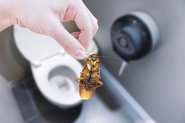 Cucarachas en el baño de la casa