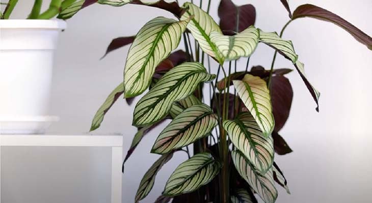 Calatea - La meilleure plante d’intérieur pour absorber l’humidité des murs de la maison