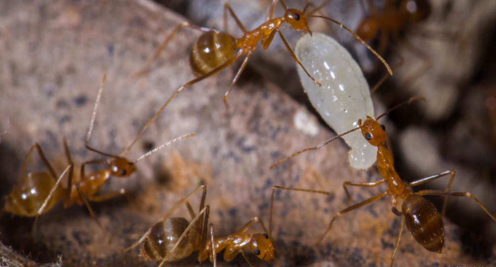 Invasions de fourmis