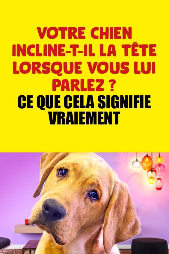 Votre chien incline-t-il la tête lorsque vous lui parlez ? Ce que cela signifie vraiment