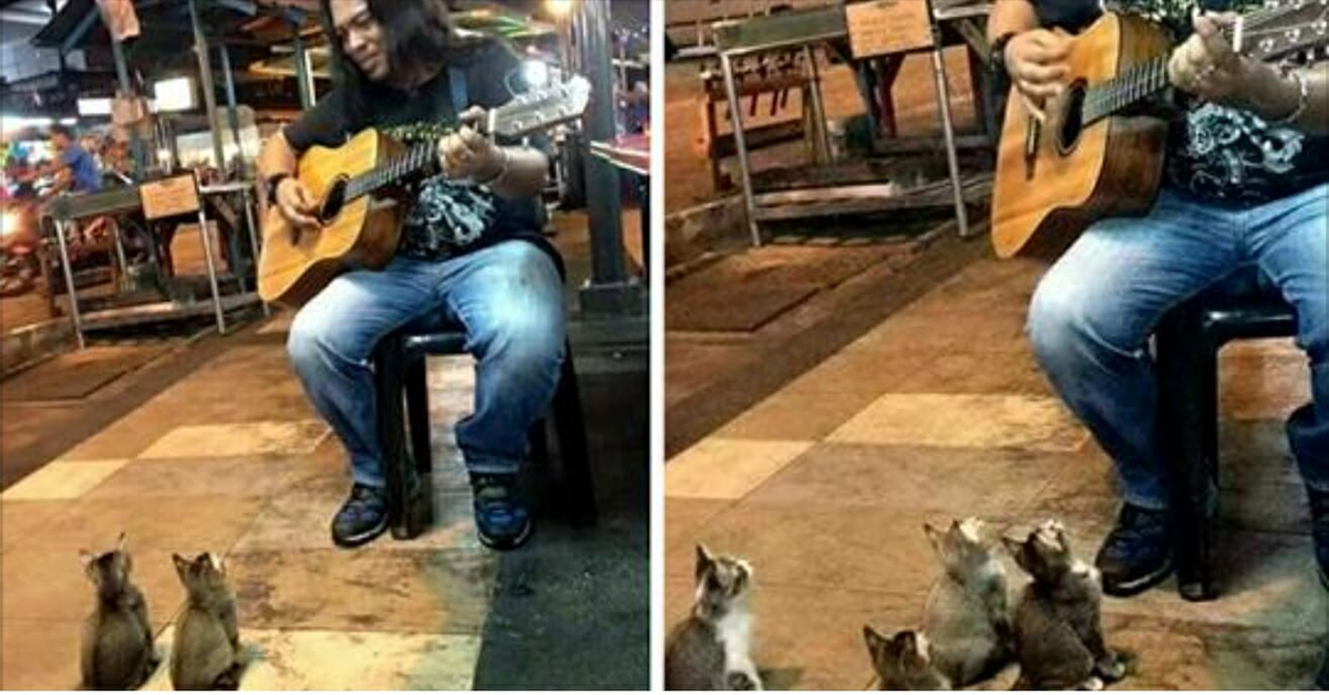 Ce chanteur de rue a été ignoré par tout le monde quatre chatons sont venus lui témoigner son soutien