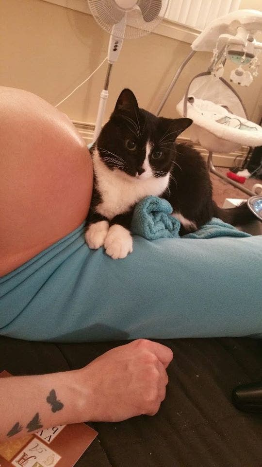 Ce chat ne quitte jamais sa maîtresse enceinte