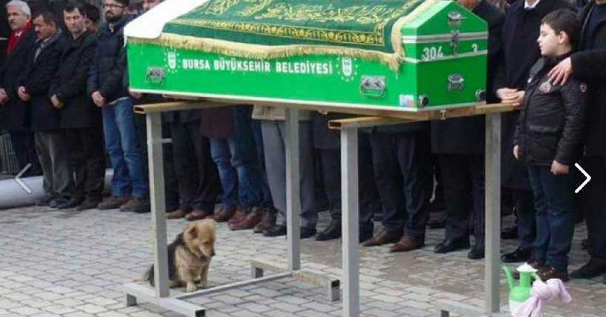Ce chien est assis avec le regard triste vers le cercueil