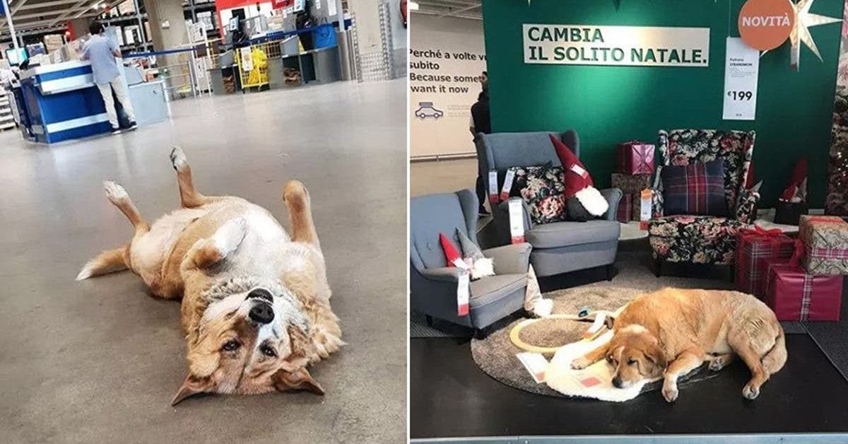 Ce magasin IKEA laisse entrer les chiens errants dormir la nuit