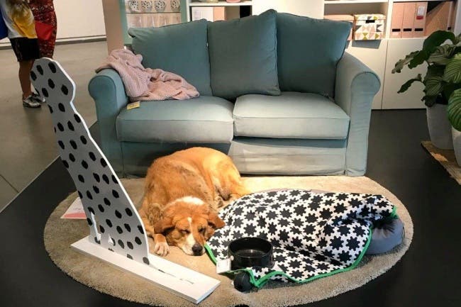Ce magasin IKEA laisse entrer les chiens errants dormir la nuit