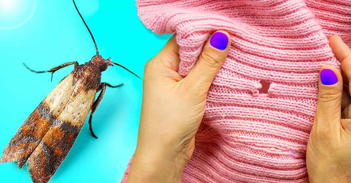 Antimite : 6 astuces naturelles pour se débarrasser des mites