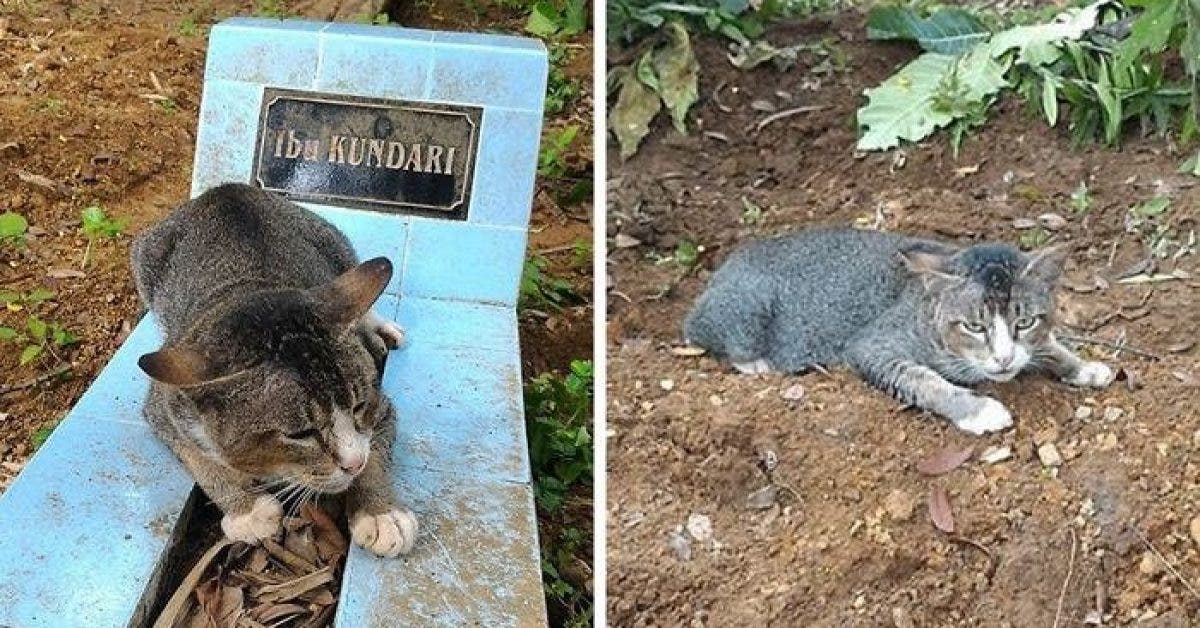 Ce que fait ce chat devant la tombe de sa maitresse morte depuis un an va vous fendre le coeur 1