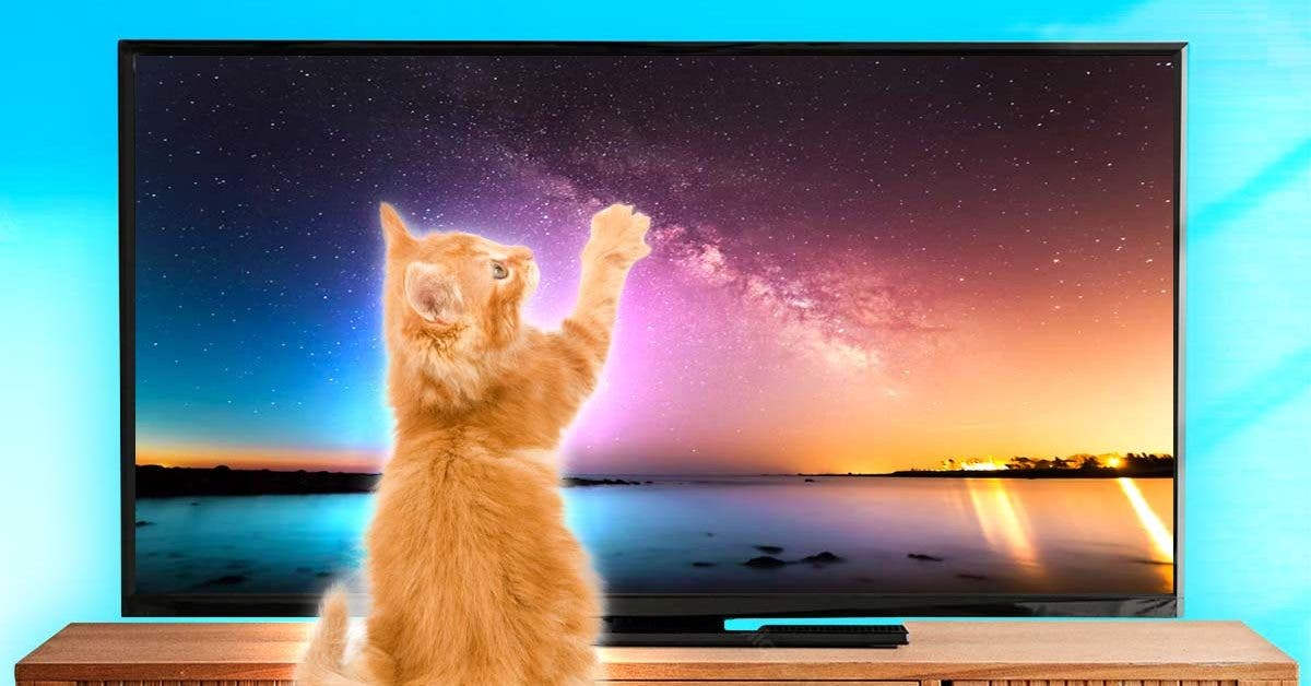 Ce que les chats voient lorsqu' ils regardent la télévision. Vous ne le saviez probablement pas