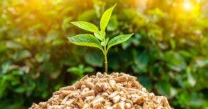 Ce que vous devez savoir sur la biomasse