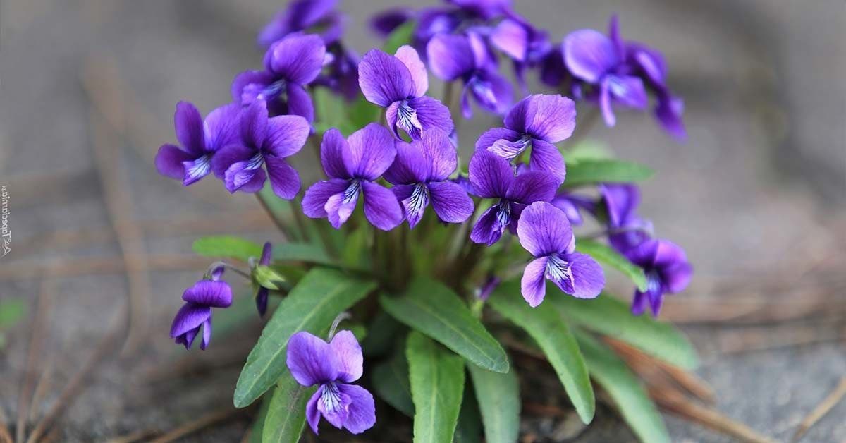 Ce qu’il faut savoir sur les violettes
