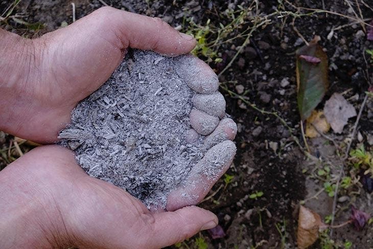 Ceniza utilizada como fertilizante