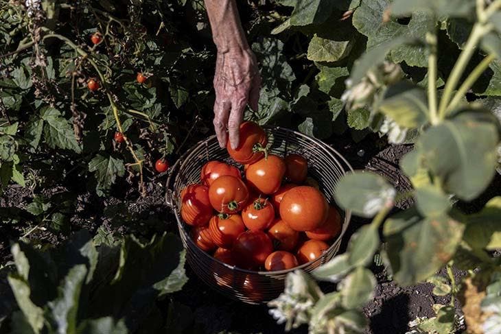 Ciertas plantas ayudan a sus plantas de tomate a producir frutos hermosos_