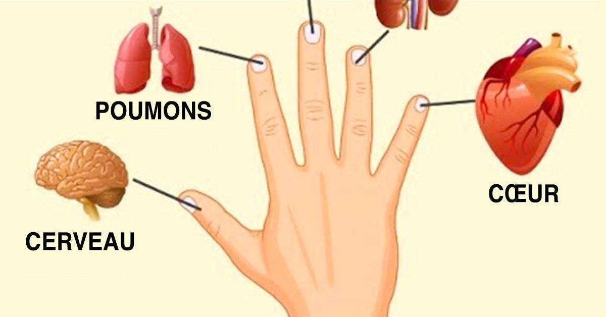 Chaque doigt est connecté à un organe