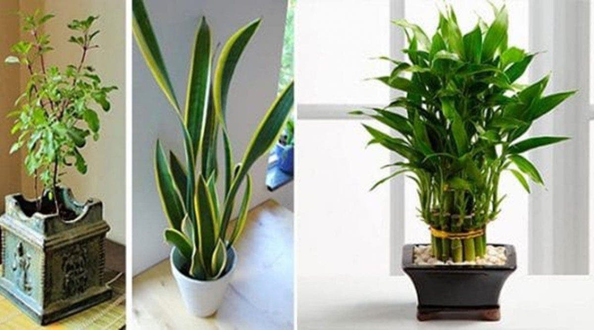 Ces 11 plantes attirent l’énergie positive dans votre maison !