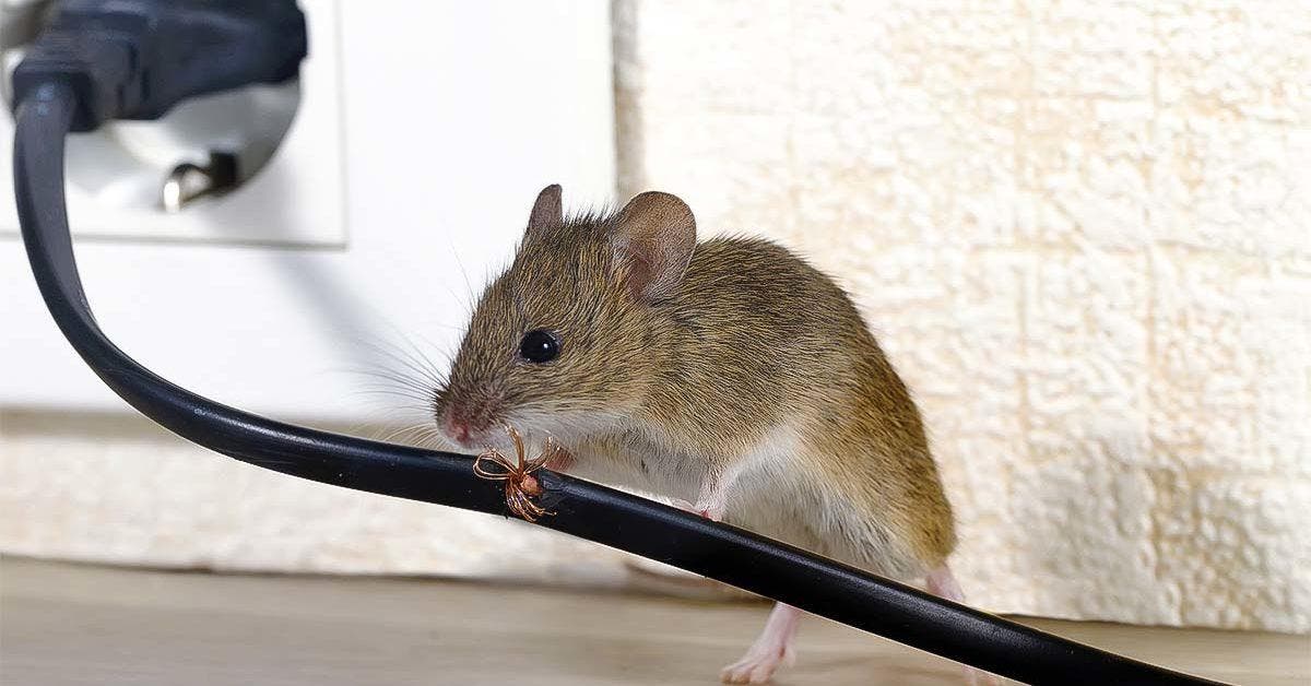 C’est la raison principale pour laquelle les souris entrent chez vous