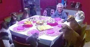 Cette dame a eu 89 ans et a décidé de les fêter avec ses chiens adorés_