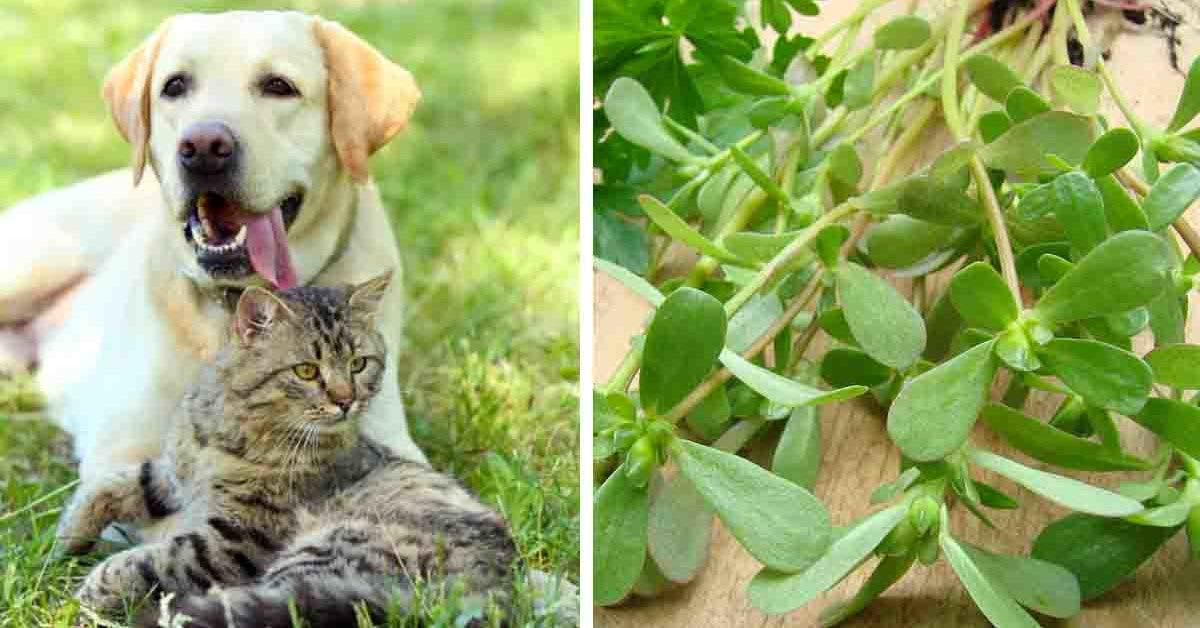 plante courante dans les jardins est dangereuse pour les chats et les chiens