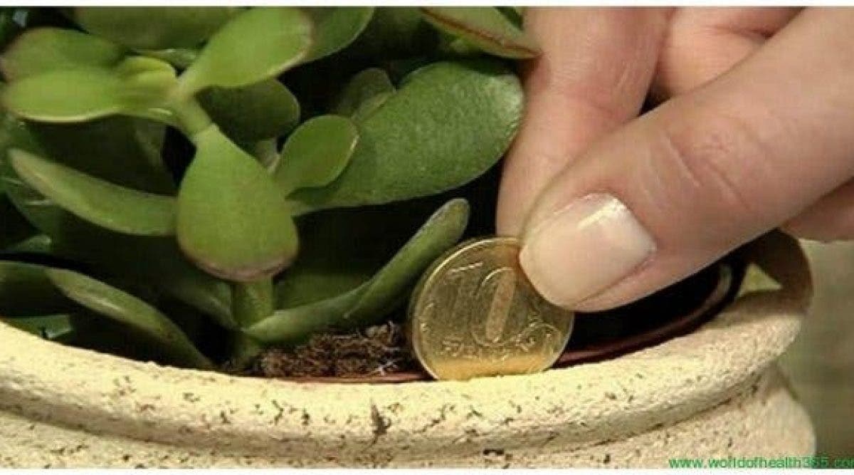 Cette plante dans votre maison fonctionne comme un aimant pour la richesse et l'énergie positive