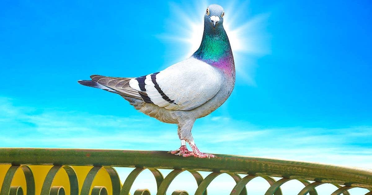 Comment éloigner les pigeons du balcon et de la terrasse avec une plante