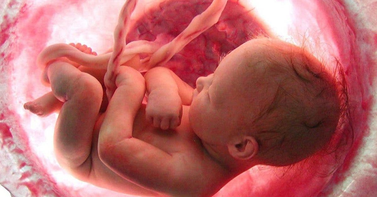 Cette vidéo montre 9 mois de vie dans l’utérus en quelques minutes est à couper le souffle