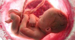 Cette vidéo montre 9 mois de vie dans l’utérus en quelques minutes est à couper le souffle