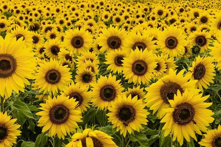 campo de girasoles