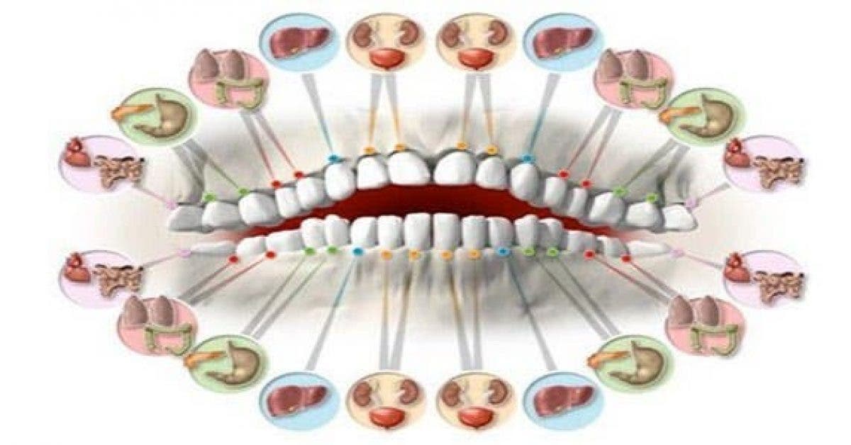 Chaque dent est reliee a un organe 1