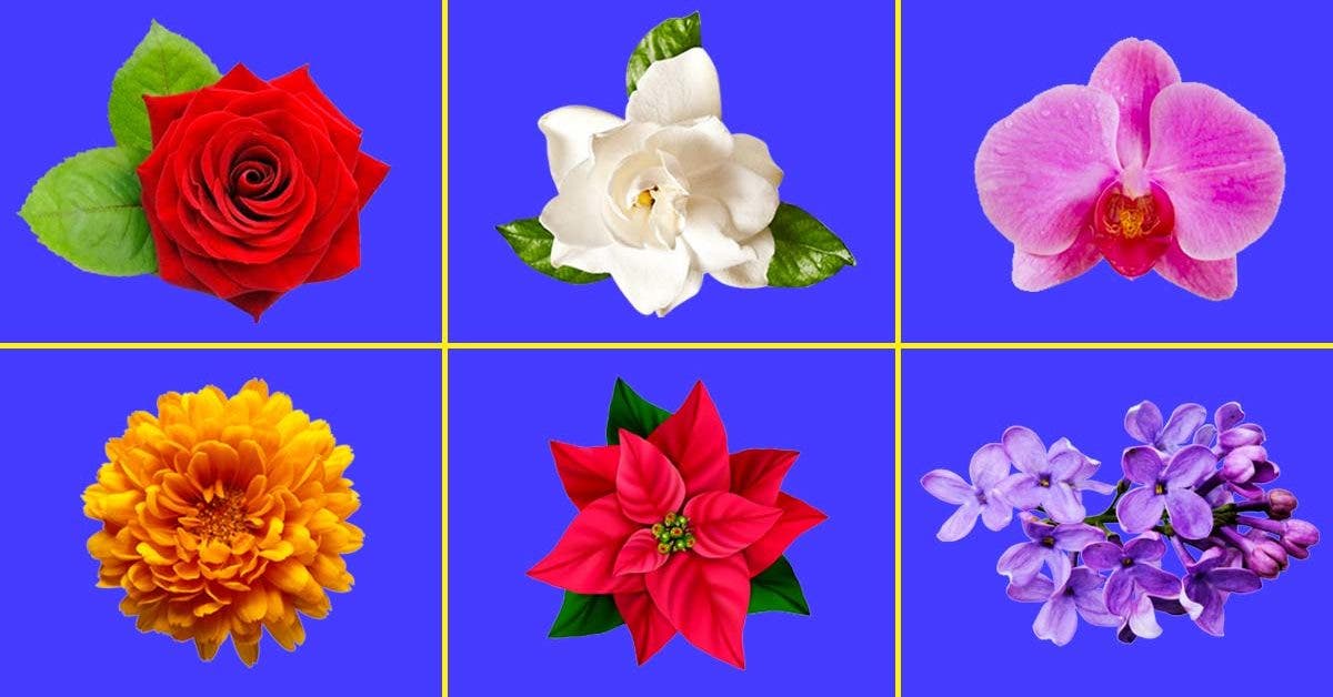 Chaque fleur à une signification : voici le guide du langage des fleurs