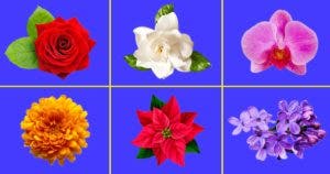 Chaque fleur à une signification : voici le guide du langage des fleurs