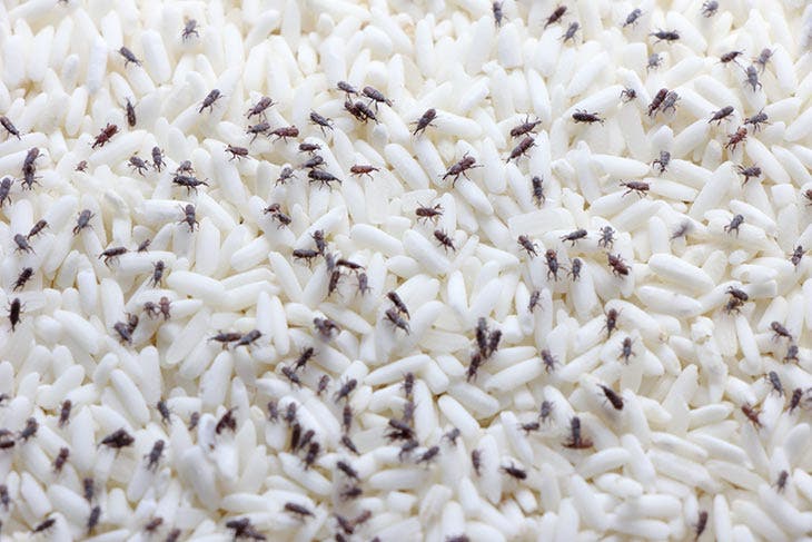 gorgojos del arroz