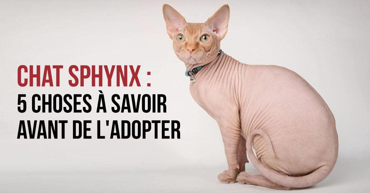 Chat Sphynx - 5 choses à savoir avant de l'adopter_